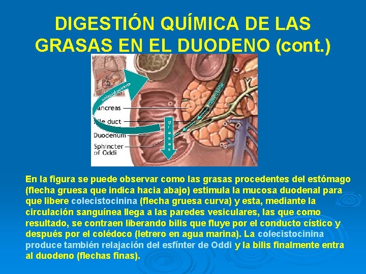 DIGESTIÓN QUÍMICA DE LAS GRASAS EN EL DUODENO (cont. ) na ini c o