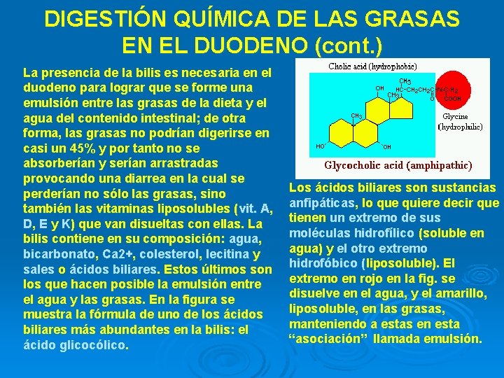 DIGESTIÓN QUÍMICA DE LAS GRASAS EN EL DUODENO (cont. ) La presencia de la