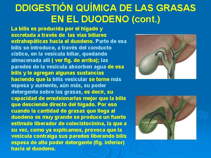 DDIGESTIÓN QUÍMICA DE LAS GRASAS EN EL DUODENO (cont. ) La bilis es producida