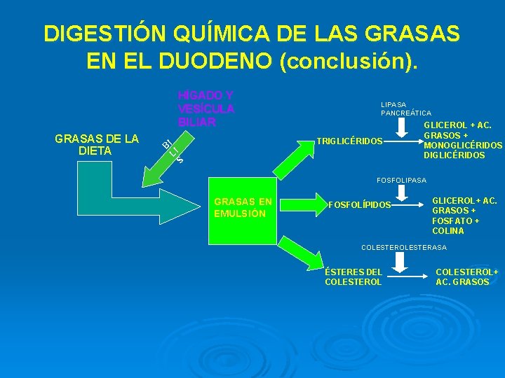 DIGESTIÓN QUÍMICA DE LAS GRASAS EN EL DUODENO (conclusión). HÍGADO Y VESÍCULA BILIAR GRASAS