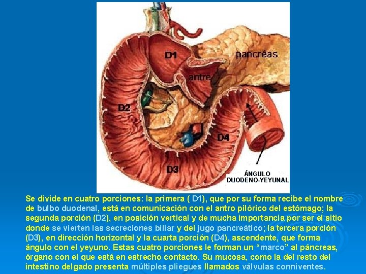 ÁNGULO DUODENO-YEYUNAL Se divide en cuatro porciones: la primera ( D 1), que por