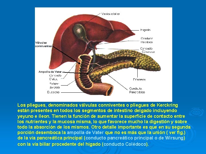 Válvulas conniventes Ampolla de Vater Los pliegues, denominados válvulas conniventes o pliegues de Kerckring