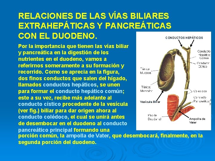 RELACIONES DE LAS VÍAS BILIARES EXTRAHEPÁTICAS Y PANCREÁTICAS CON EL DUODENO. CONDUCTOS HEPÁTICOS Por