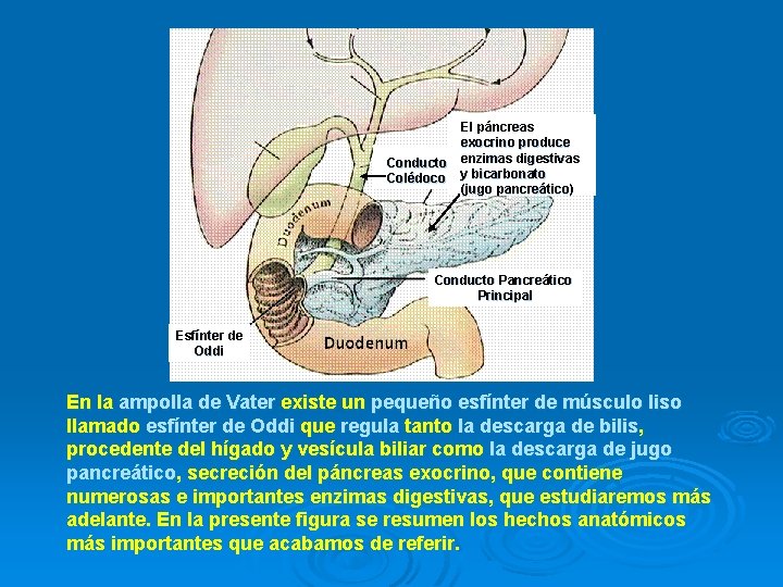 El páncreas exocrino produce Conducto enzimas digestivas Colédoco y bicarbonato (jugo pancreático) Conducto Pancreático