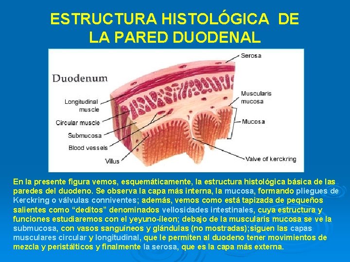 ESTRUCTURA HISTOLÓGICA DE LA PARED DUODENAL En la presente figura vemos, esquemáticamente, la estructura