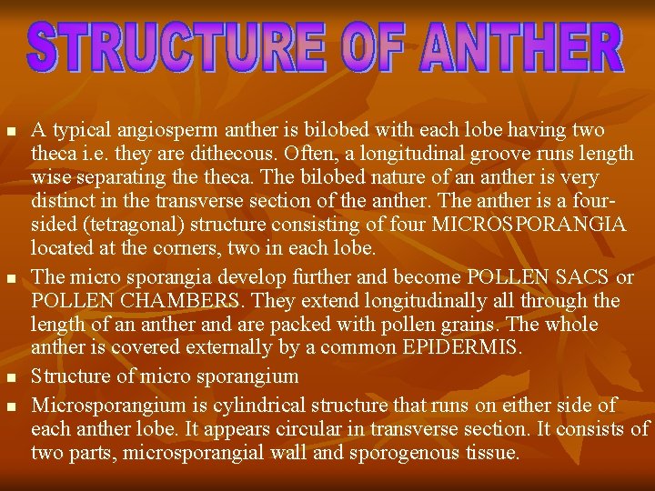 n n A typical angiosperm anther is bilobed with each lobe having two theca