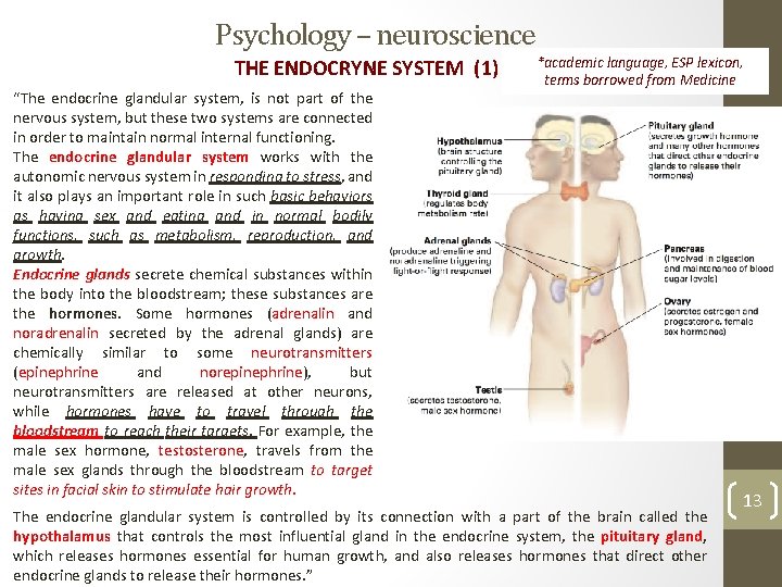 Psychology – neuroscience THE ENDOCRYNE SYSTEM (1) “The endocrine glandular system, is not part