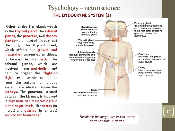 Psychology – neuroscience THE ENDOCRYNE SYSTEM (2) “Other endocrine glands—such as the thyroid gland,