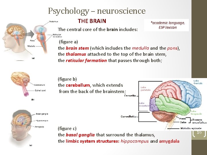 Psychology – neuroscience THE BRAIN The central core of the brain includes: *academic language,