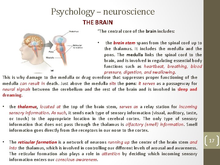 Psychology – neuroscience THE BRAIN “The central core of the brain includes: the brain