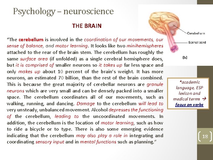 Psychology – neuroscience THE BRAIN “The cerebellum is involved in the coordination of our