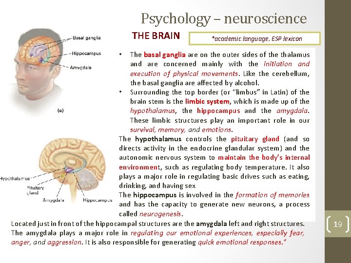 Psychology – neuroscience THE BRAIN *academic language, ESP lexicon The basal ganglia are on