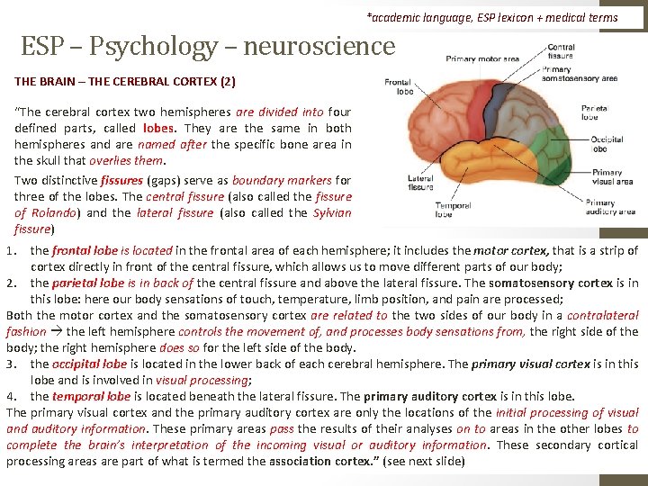 *academic language, ESP lexicon + medical terms ESP – Psychology – neuroscience THE BRAIN
