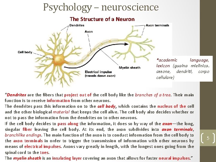 Psychology – neuroscience The Structure of a Neuron *academic language, lexicon (guaina mielinica. assone,