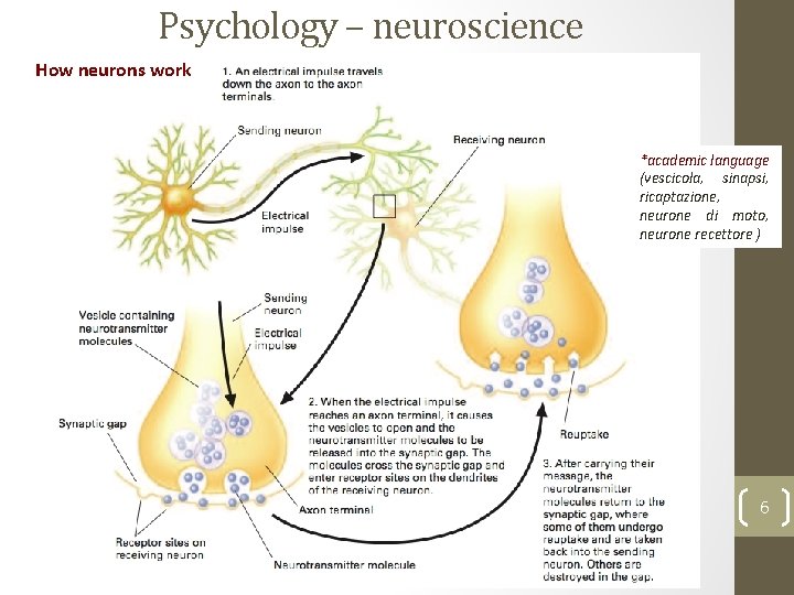 Psychology – neuroscience How neurons work *academic language (vescicola, sinapsi, ricaptazione, neurone di moto,