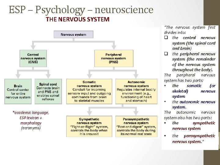 ESP – Psychology – neuroscience THE NERVOUS SYSTEM *academic language, ESP lexicon + morphology