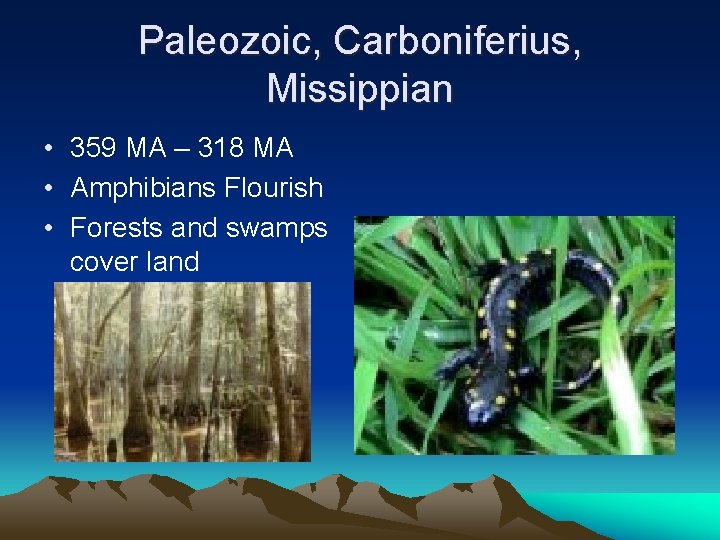 Paleozoic, Carboniferius, Missippian • 359 MA – 318 MA • Amphibians Flourish • Forests