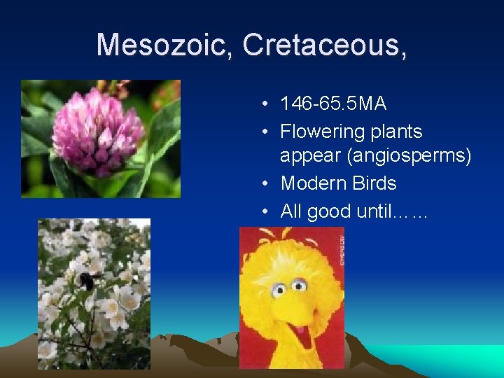 Mesozoic, Cretaceous, • 146 -65. 5 MA • Flowering plants appear (angiosperms) • Modern