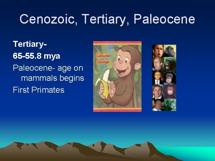Cenozoic, Tertiary, Paleocene Tertiary 65 -55. 8 mya Paleocene- age on mammals begins First