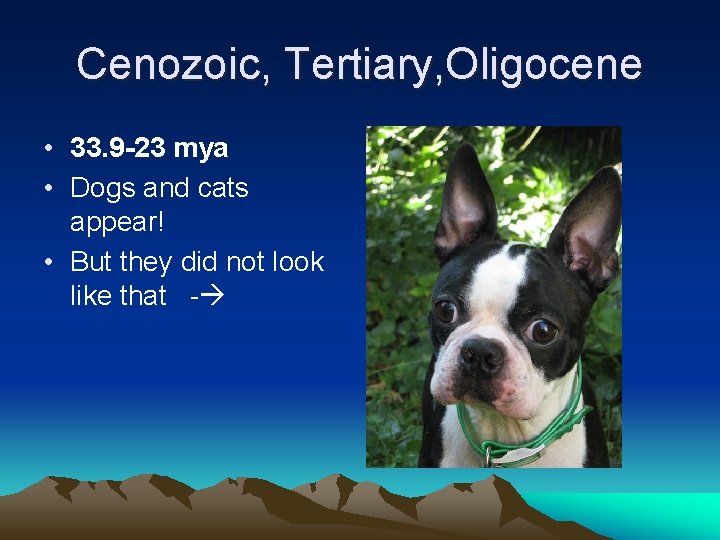 Cenozoic, Tertiary, Oligocene • 33. 9 -23 mya • Dogs and cats appear! •