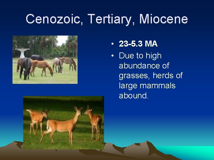 Cenozoic, Tertiary, Miocene • 23 -5. 3 MA • Due to high abundance of