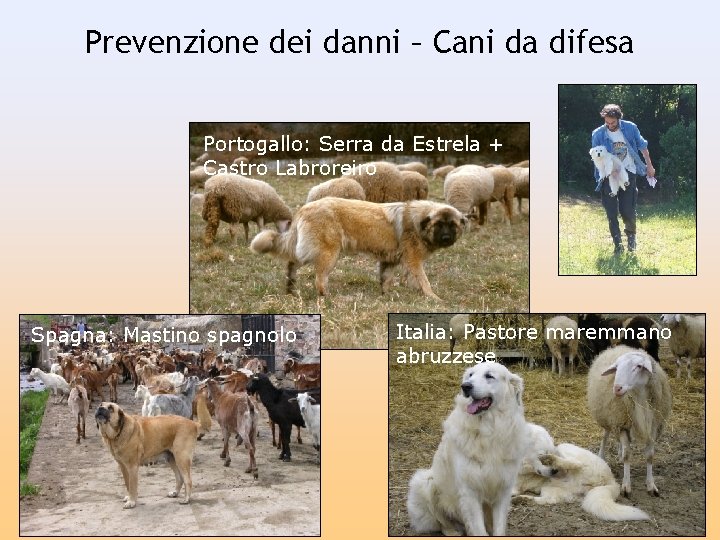 Prevenzione dei danni – Cani da difesa Portogallo: Serra da Estrela + Castro Labroreiro