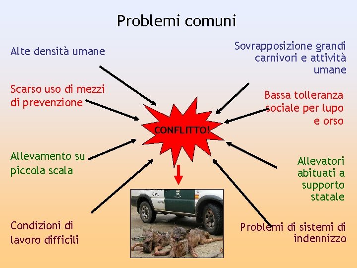 Problemi comuni Sovrapposizione grandi carnivori e attività umane Alte densità umane Scarso uso di