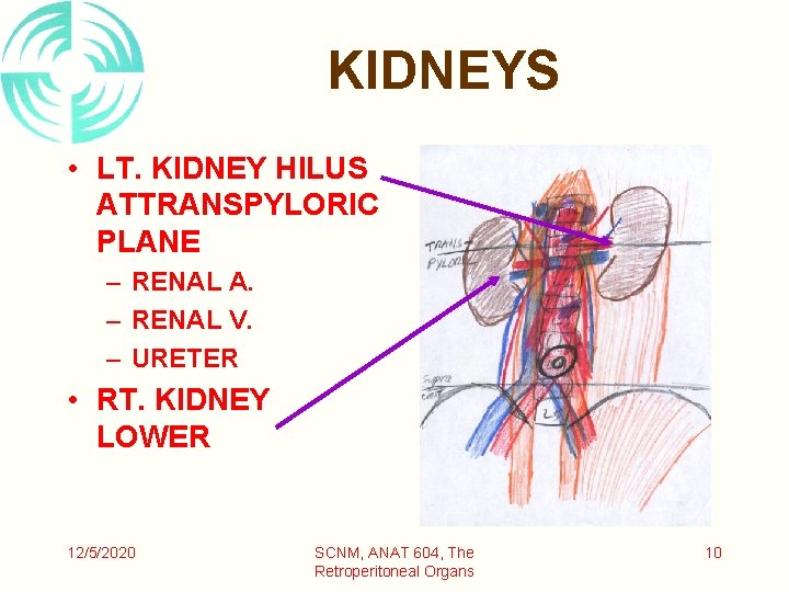 KIDNEYS • LT. KIDNEY HILUS ATTRANSPYLORIC PLANE – RENAL A. – RENAL V. –