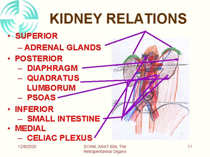 KIDNEY RELATIONS • SUPERIOR – ADRENAL GLANDS • POSTERIOR – DIAPHRAGM – QUADRATUS LUMBORUM