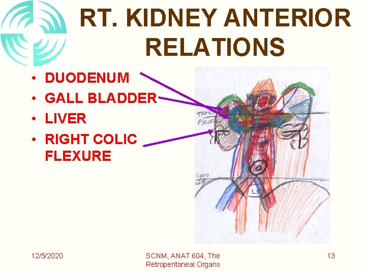 RT. KIDNEY ANTERIOR RELATIONS • • DUODENUM GALL BLADDER LIVER RIGHT COLIC FLEXURE 12/5/2020