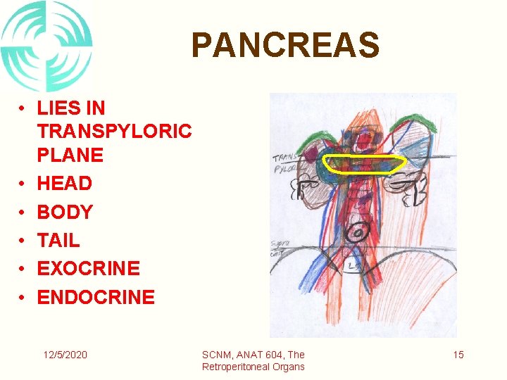 PANCREAS • LIES IN TRANSPYLORIC PLANE • HEAD • BODY • TAIL • EXOCRINE