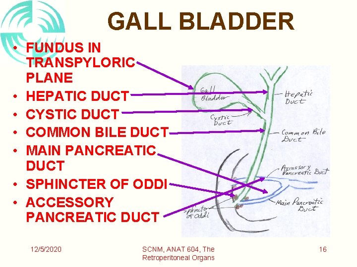 GALL BLADDER • FUNDUS IN TRANSPYLORIC PLANE • HEPATIC DUCT • CYSTIC DUCT •