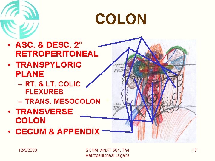 COLON • ASC. & DESC. 2° RETROPERITONEAL • TRANSPYLORIC PLANE – RT. & LT.