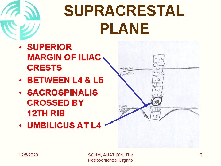 SUPRACRESTAL PLANE • SUPERIOR MARGIN OF ILIAC CRESTS • BETWEEN L 4 & L