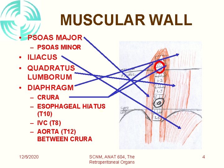 MUSCULAR WALL • PSOAS MAJOR – PSOAS MINOR • ILIACUS • QUADRATUS LUMBORUM •