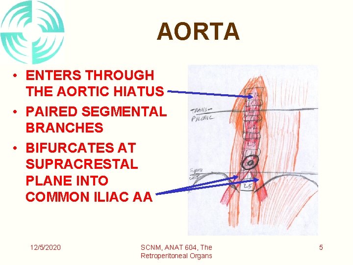 AORTA • ENTERS THROUGH THE AORTIC HIATUS • PAIRED SEGMENTAL BRANCHES • BIFURCATES AT