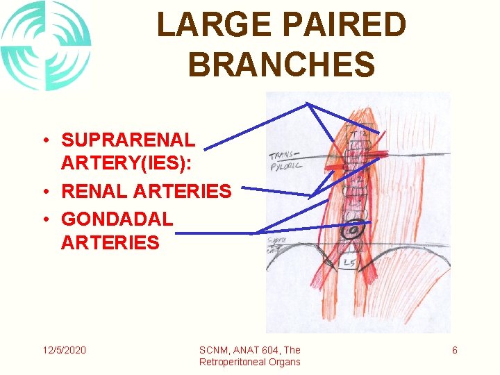 LARGE PAIRED BRANCHES • SUPRARENAL ARTERY(IES): • RENAL ARTERIES • GONDADAL ARTERIES 12/5/2020 SCNM,