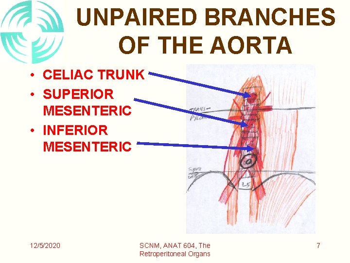 UNPAIRED BRANCHES OF THE AORTA • CELIAC TRUNK • SUPERIOR MESENTERIC • INFERIOR MESENTERIC