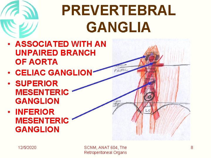 PREVERTEBRAL GANGLIA • ASSOCIATED WITH AN UNPAIRED BRANCH OF AORTA • CELIAC GANGLION •