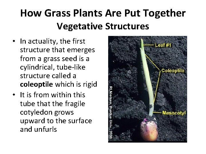 How Grass Plants Are Put Together Vegetative Structures • In actuality, the first structure