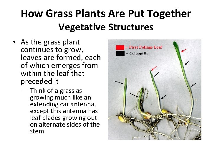 How Grass Plants Are Put Together Vegetative Structures • As the grass plant continues