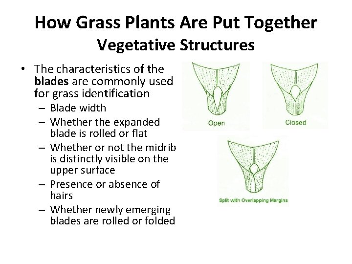 How Grass Plants Are Put Together Vegetative Structures • The characteristics of the blades