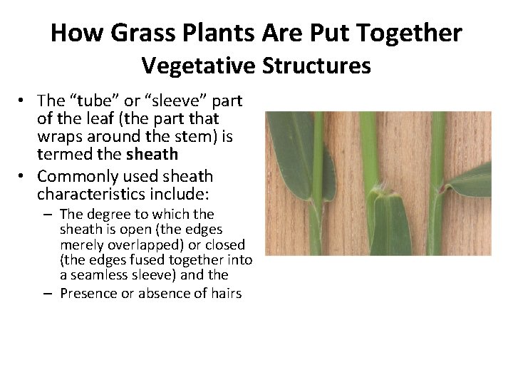 How Grass Plants Are Put Together Vegetative Structures • The “tube” or “sleeve” part