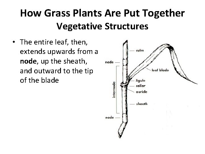 How Grass Plants Are Put Together Vegetative Structures • The entire leaf, then, extends