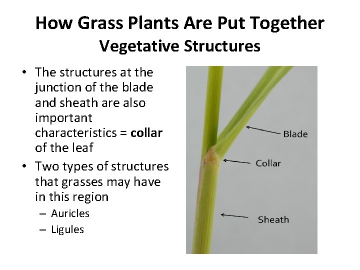 How Grass Plants Are Put Together Vegetative Structures • The structures at the junction