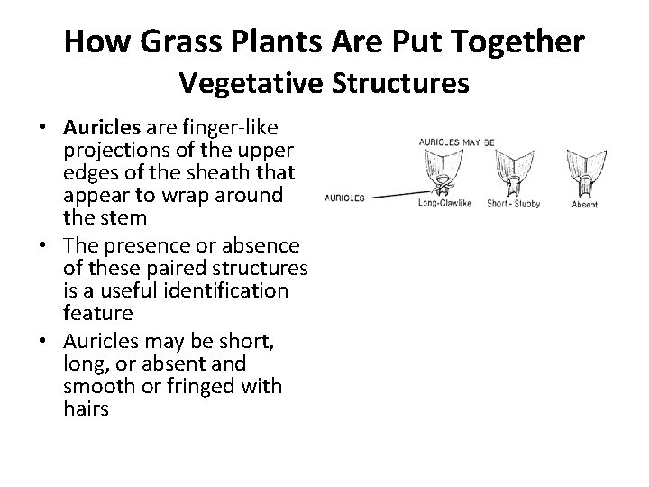 How Grass Plants Are Put Together Vegetative Structures • Auricles are finger-like projections of