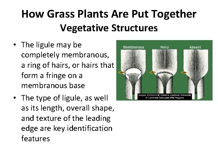 How Grass Plants Are Put Together Vegetative Structures • The ligule may be completely