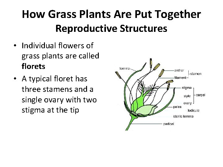 How Grass Plants Are Put Together Reproductive Structures • Individual flowers of grass plants