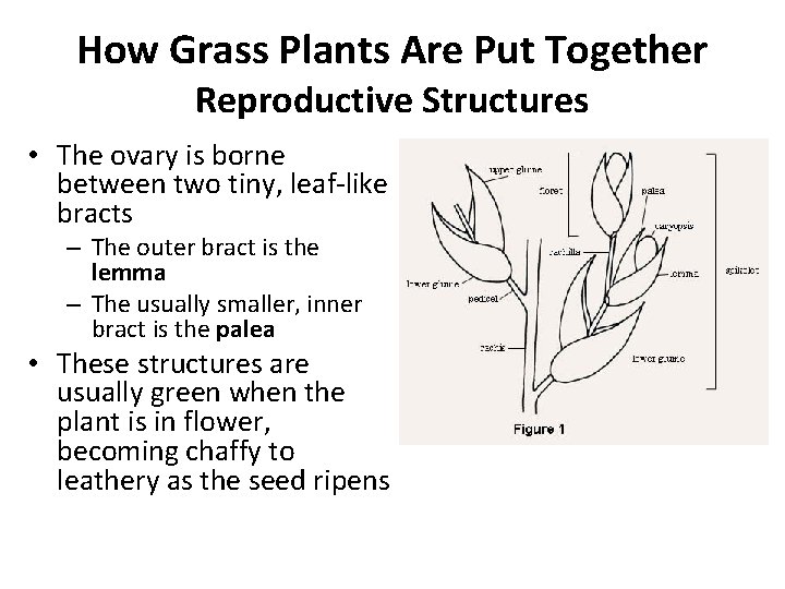 How Grass Plants Are Put Together Reproductive Structures • The ovary is borne between