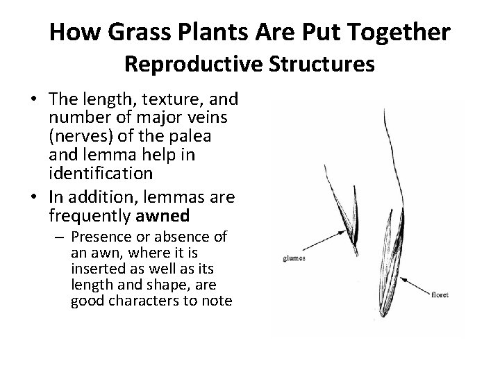 How Grass Plants Are Put Together Reproductive Structures • The length, texture, and number